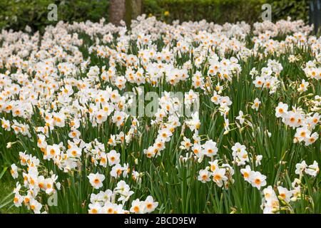 Bournemouth, Dorset Royaume-Uni. 4 avril 2020. Fleurs colorées aux jardins inférieurs de Bournemouth - narcissus bask au soleil, contrairement aux visiteurs, avec les jardins désertés en raison des restrictions de Coronavirus. Crédit: Carolyn Jenkins/Alay Live News Banque D'Images