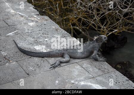 Iguana marine à Puerto Ayora sur Santa Cruz aux îles Galapagos. Meerechse à Puerto Ayora auf der Galapagos-Insel Santa Cruz. Banque D'Images