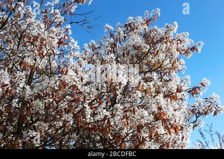 Fleurs blanches et arbre à feuilles rouges (amelanchier lamarckii) lors d'une journée de printemps clair Banque D'Images