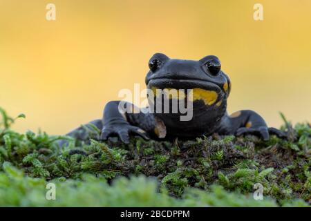 Le feu salamandre au lever du soleil (Salamandra salamandra) Banque D'Images