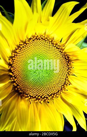 Tournesols: Belles fleurs ensoleillées, lumineuses et jaunes d'or dans un vase. Flore tourné en macro très proche, tropical, charmant et gai. Banque D'Images