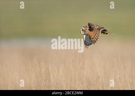 Chouette à courte distance en vol, Kent, Royaume-Uni Banque D'Images