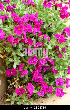 Aubrieta Red Cascade Banque D'Images