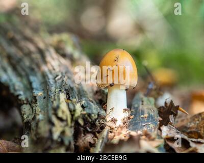 Le champignon Tawny Grisette recouvert de acariens Banque D'Images