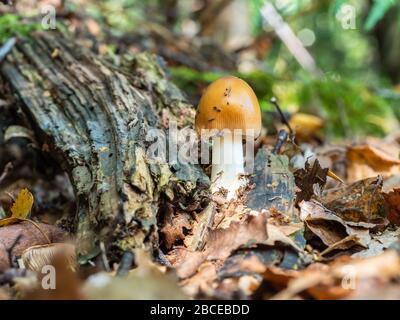 Le champignon Tawny Grisette recouvert de acariens Banque D'Images