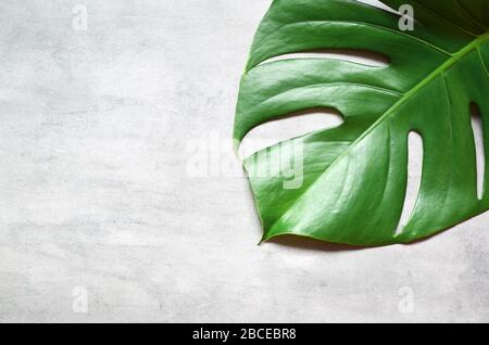 Jungle tropicale feuille de Monstera isolée sur fond gris. Banque D'Images