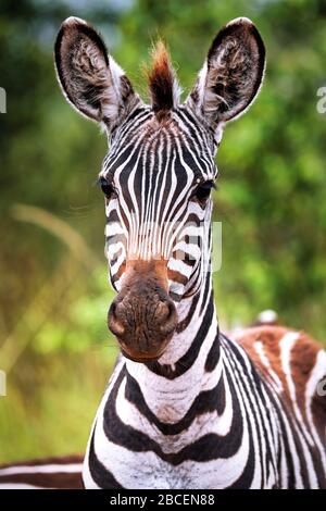 Zèbres au parc national du lac Mburo en Ouganda (Equus quagga) Banque D'Images