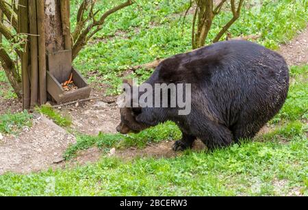 Un jeune ours brun se tenant sur un pré dans le parc d'ours du Sanctuaire de San Romedio dans Trentin-Haut-Adige, trente, Italie, un lieu de pèlerinage Banque D'Images