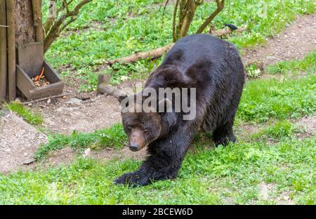 Un jeune ours brun se tenant sur un pré dans le parc d'ours du Sanctuaire de San Romedio dans Trentin-Haut-Adige, trente, Italie, un lieu de pèlerinage Banque D'Images