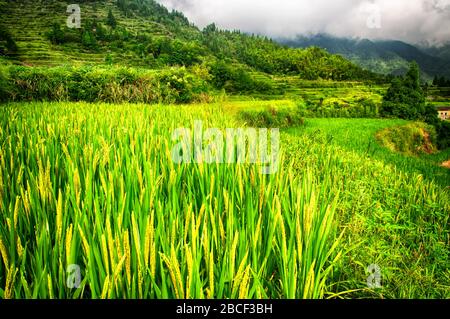 Le Yunhe Cloud rizice terrasses paysage en été dans la province de Zhejiang Chine sur une journée boggy overcast. Banque D'Images