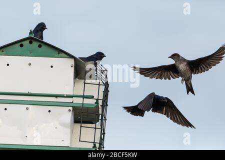 Une femelle volante, violette martin Progne, se rend à bord d'une maison d'oiseaux à Sarasota, en Floride. Banque D'Images