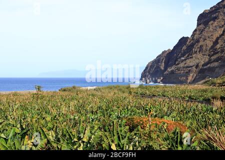 Baie de Santa Catalina avec des plantations de bananes, la Gomera, Canary Islands Banque D'Images