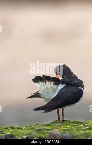 Eurasian oystercatcher Banque D'Images