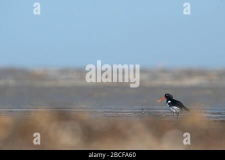 Eurasian oystercatcher Banque D'Images