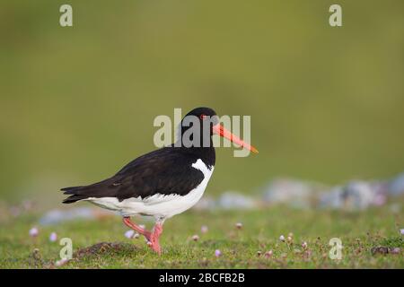 Eurasian oystercatcher Banque D'Images