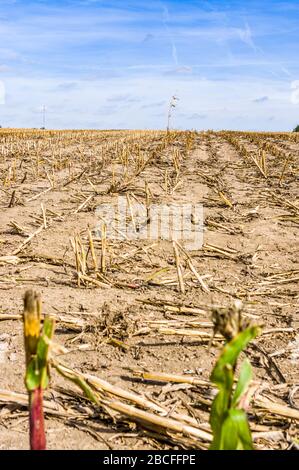 Champ de maïs récolté, champ de chaume après récolte avec une seule plante de maïs debout Banque D'Images