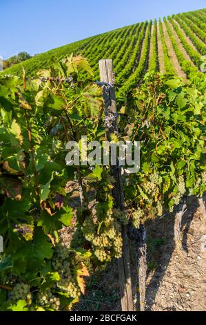 vignoble escarpé avec vignes en rangée et raisins blancs et baies Banque D'Images