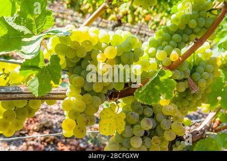 Vignoble, vignes et raisins mûrs avant récolte en contre-jour, foyer sélectif Banque D'Images