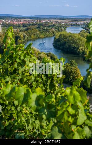 Vue depuis les vignobles sur Volkach, la vallée principale, le Main avec bateau de sport en mouvement et le Mainschleife Banque D'Images