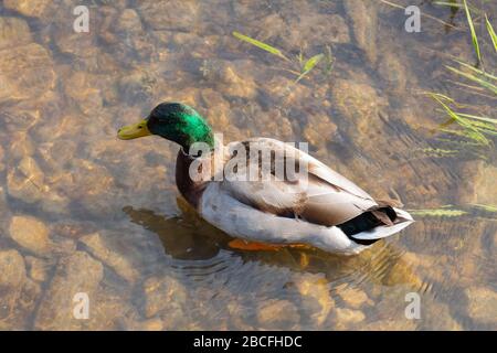 Vue de dessus près d'un canard malard debout dans l'eau claire avec des gouttes d'eau sur sa tête, anas platyrhynchos Banque D'Images