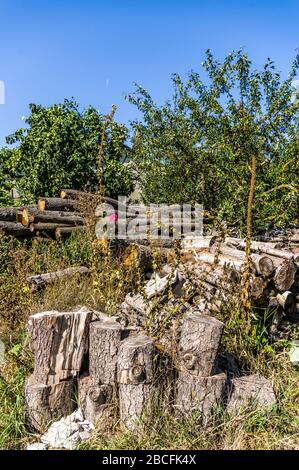 Aire de stockage en bois sur prairie avec troncs d'arbres et bois pour plus de transformation en bois de chauffage Banque D'Images