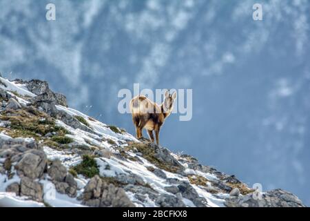 Chamois dans la neige sur les sommets du Parc National Picos de Europa en Espagne. Rebeco,Rupicapra rupicapra. Banque D'Images