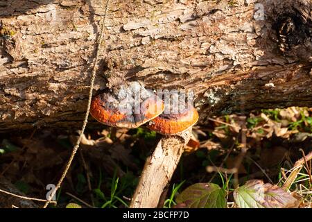 Ceinture rouge conk ou champignon rouge à pattes, poussant sur un arbre mort, Fomitopsis pinicola Banque D'Images