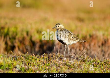 Pluvialis abricaria (Pluvialis abricaria) debout sur la végétation des landes en lumière chaude Banque D'Images