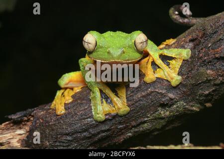 La grenouille volante de Wallace, grenouille unique de Malaisie Banque D'Images