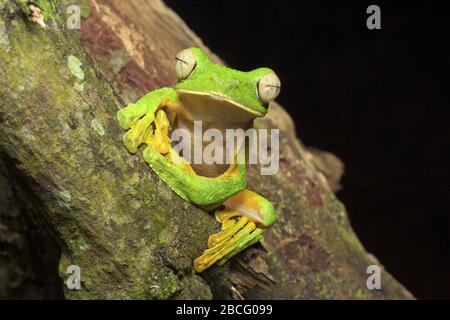 La grenouille volante de Wallace, grenouille unique de Malaisie Banque D'Images