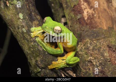 La grenouille volante de Wallace, grenouille unique de Malaisie Banque D'Images