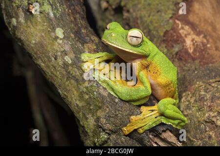 La grenouille volante de Wallace, grenouille unique de Malaisie Banque D'Images