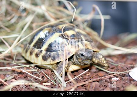La tortue d'Hermann (Testudo hermanni boettgeri) une espèce protégée permanente de tortue Griechische Landschkröte (Testudo hermanni boettgeri) eine U. Banque D'Images