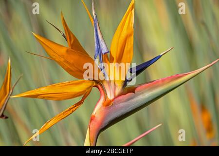 Belle proximité de la strelitzia aussi connue comme oiseau de paradis Banque D'Images