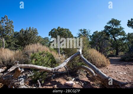 Deadwood se trouve sur le sol dans le désert du parc national du Grand Canyon South Rim en Arizona Banque D'Images