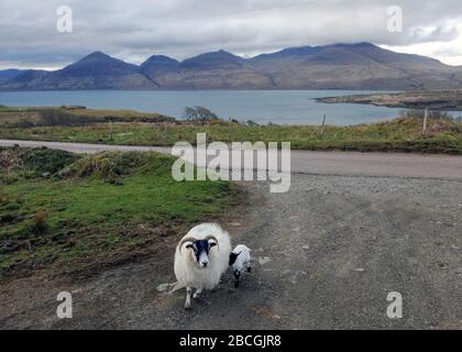 Mouton et agneau Blackface sur l'île de Mull, Écosse. Banque D'Images