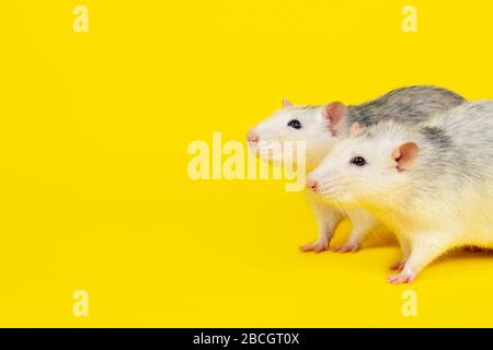 Portrait de deux rats gras drôles isolés sur le jaune. Animaux de rongeur. Rat domestiqué regardant directement à la caméra de près. Banque D'Images