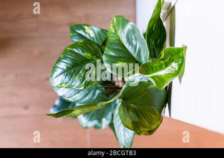 Epiremnum Aurum / Devils Ivy / Pothos maison vue sur le haut sur un parquet Banque D'Images