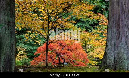 Arbre d'érable japonais de couleur orange vif dans un jardin aux couleurs jaune et vert d'autres arbres, encadré entre deux troncs d'arbres Banque D'Images