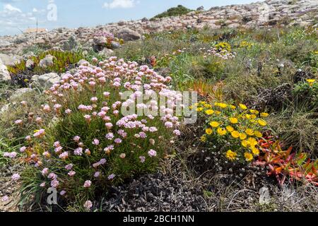 Ethrift, Armeria pungens, et l'aster jaune de mer, Asteriscus maritimus, fleurs sur la chaussée calcaire, Ponta de Sagres, Sagres point, Algarve, Port Banque D'Images