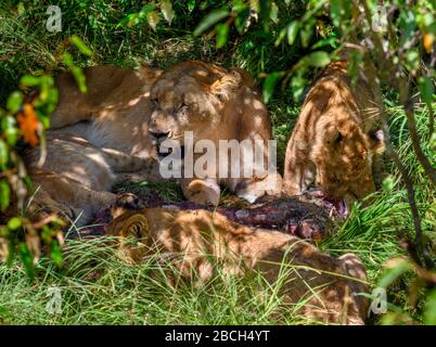 Lion (Panthera leo). Lioness et ses coubes se nourrissant d'une girafe, réserve nationale de Masai Mara, Kenya, Afrique Banque D'Images