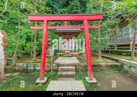Île d'Enoshima, Japon - 18 août 2019 : porte rouge de Torii au sanctuaire de shinto d'Inari et d'Akiba Jinja. Situé à côté du sanctuaire de Yasaka Jinja. Consacre Akiha Banque D'Images