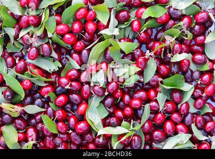 Fruits mûrs de cerises cornéennes (Mas de Cornus) en arrière-plan. Banque D'Images