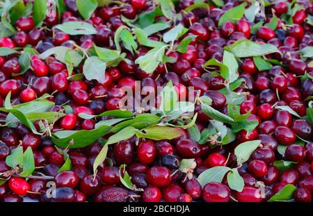 Fruits mûrs de cerises cornéennes (Mas de Cornus) en arrière-plan. Banque D'Images