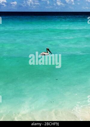 Pélican brun sur la plage de Cancun, une ville mexicaine sur la péninsule du Yucatan Banque D'Images