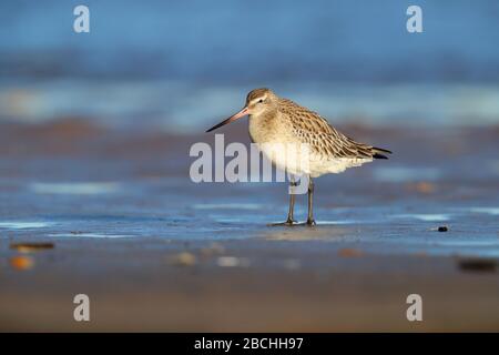 Un Gowit à queue de bar (Limosa lapponica) adulte dans un plumage non reproductrice dans des aires d'hivernage dans le nord de Norfolk, au Royaume-Uni Banque D'Images