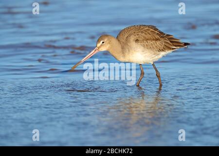 Un déplumage adulte non-reproductant de la branche noire (Limosa limosa islandica) se nourrissant dans un estuaire dans le nord de Norfolk, au Royaume-Uni Banque D'Images