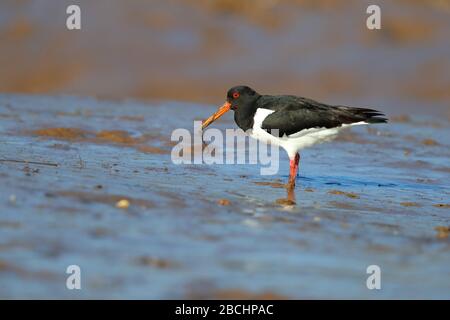 Un plumage adulte se nourrissant d'un oystercarchet eurasien (Haematopus ostralegus) se nourrissant sur un ver au printemps sur la côte nord de Norfolk, au Royaume-Uni Banque D'Images