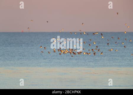 Troupeau d'ostatchers eurasiens (Haematopus ostralegus) en vol au-dessus de la mer au large de la côte nord de Norfolk, Royaume-Uni Banque D'Images