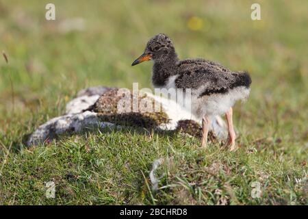 Un poussin/juvénile eurasien sur Shetland, Royaume-Uni Banque D'Images